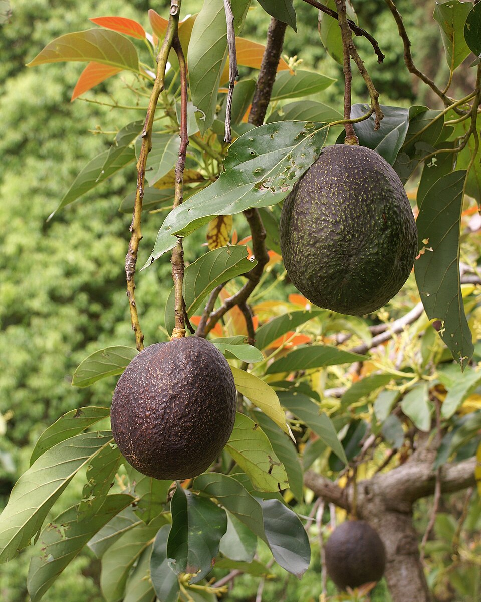 Aguacate Santana