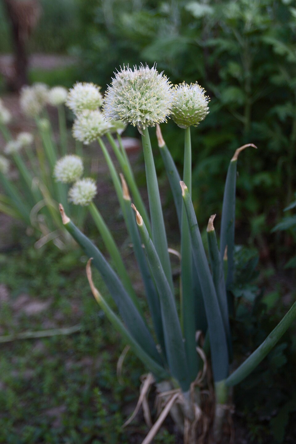 Cebolla Larga
