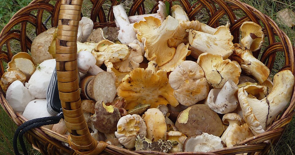 Champiñones