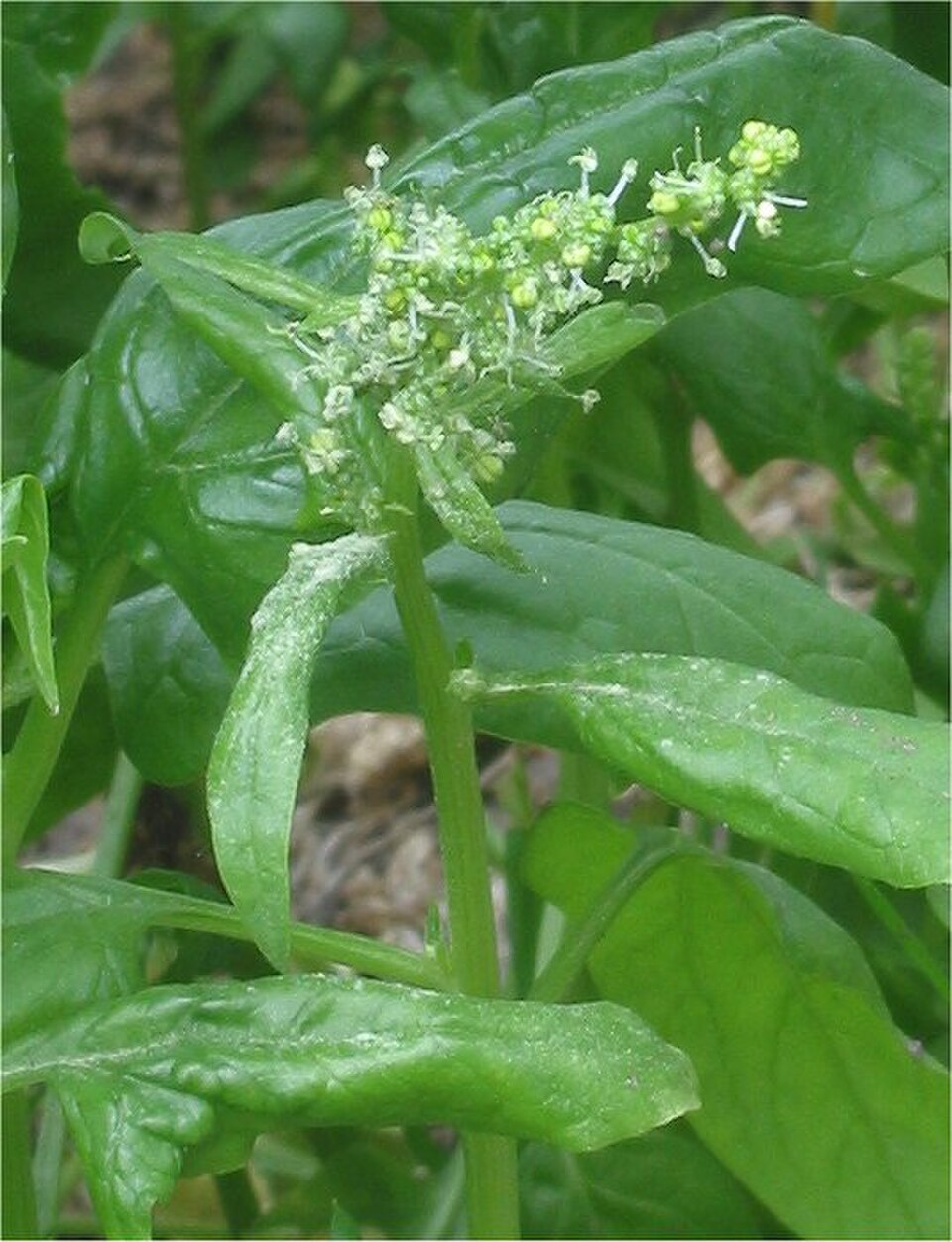 Espinaca