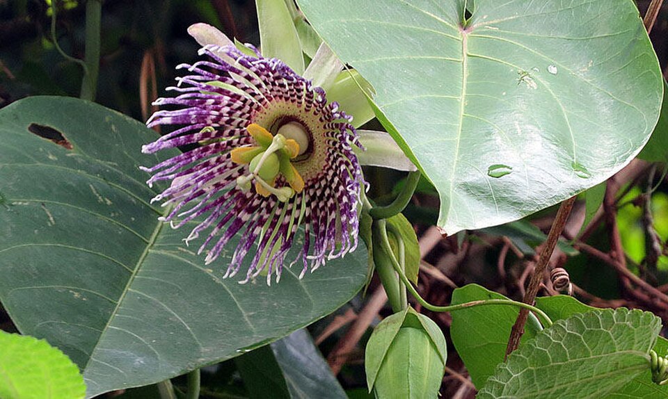 Granadilla