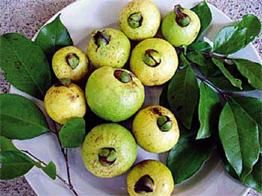 Guayaba Agria