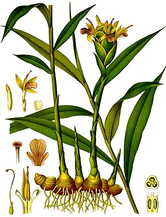 Jengibre