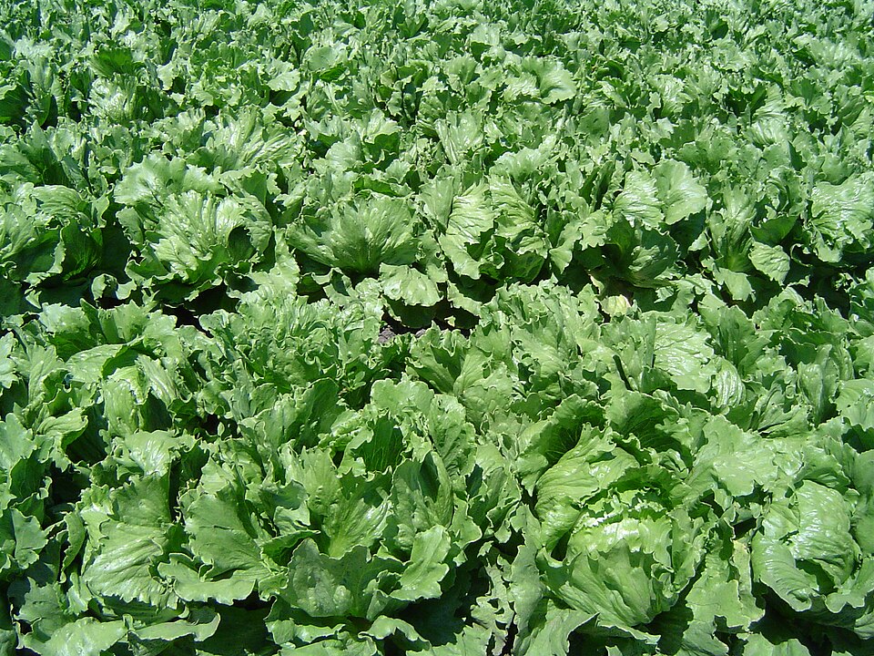 Lechuga Batavia