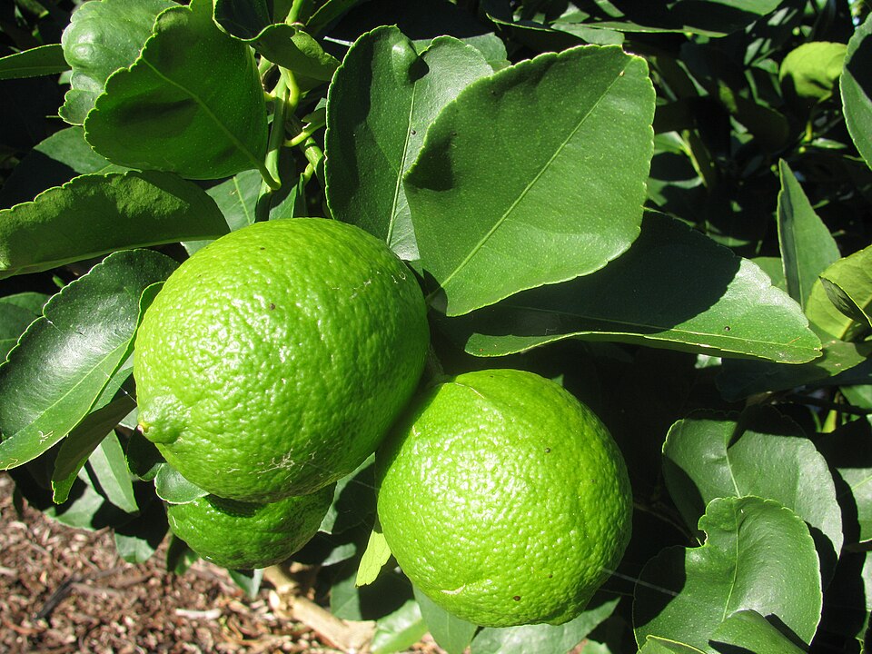 Limón Tahití