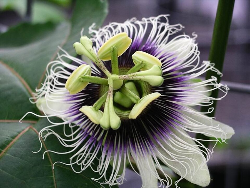 Maracuyá