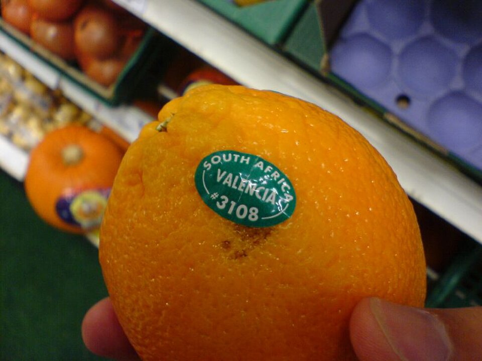 Naranja Valencia