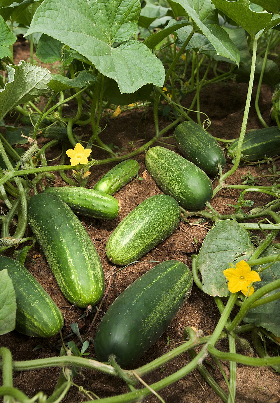 Pepino de Guiso