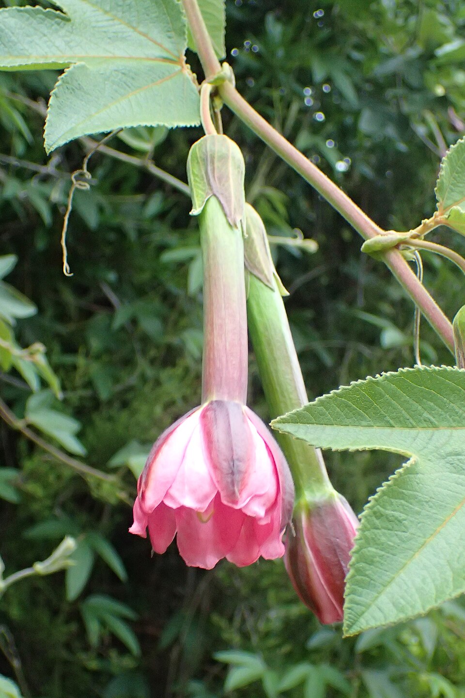 Pulpa de Curuba