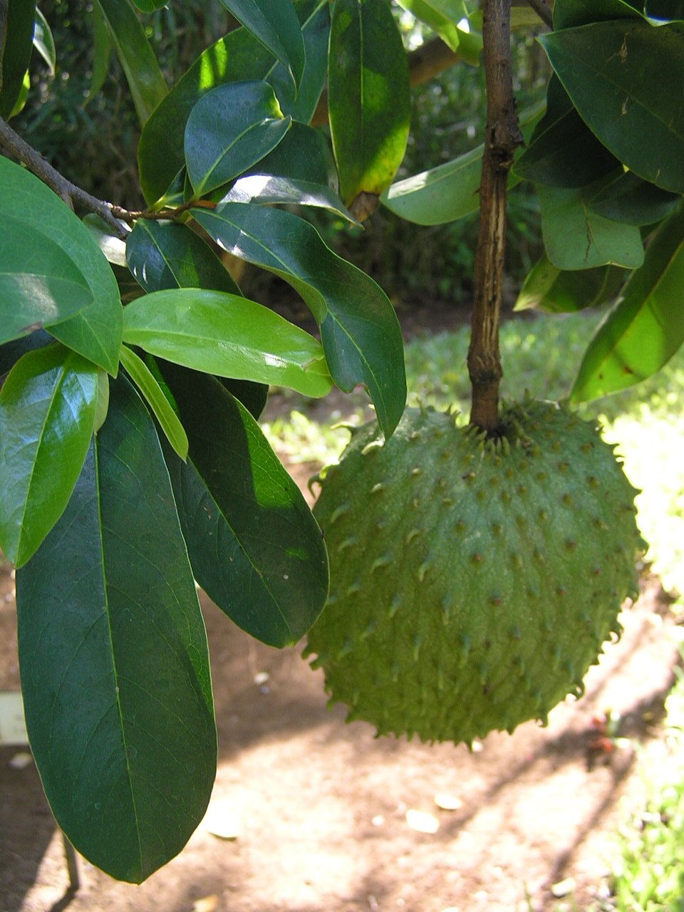 Pulpa de Guanábana