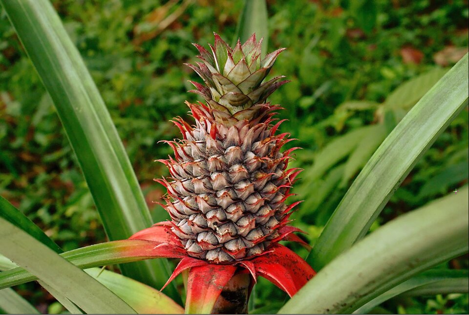 Pulpa de Piña