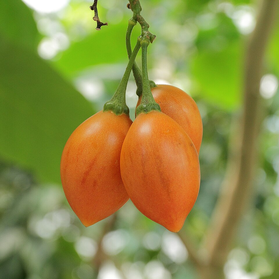 Tomate de árbol