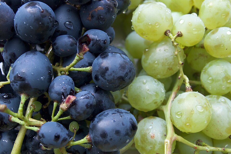 Uvas