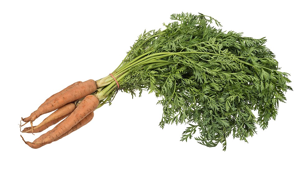 Zanahoria